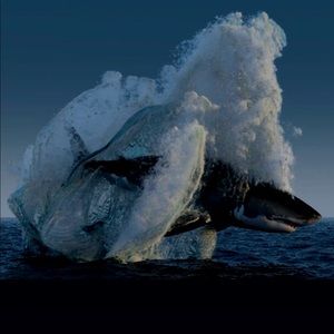 Meet your Posher, Evan